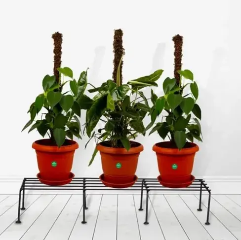 [BG-509] RECTANGULAR PLANT STAND 